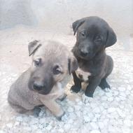 سگ نروماده واگذاری