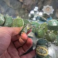 لاکپشت گوش قرمز تک و اومده