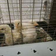 جوجه 3عدد 40 روزه