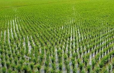 فروش زمین شالیزاری