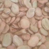 فروش باقالای 3بند سوری