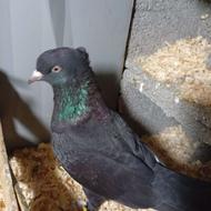 کبوتر ابادانی