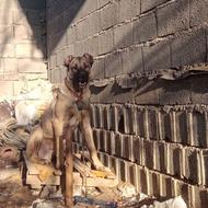 واگذاریک عدد سگ سرابی اصیل