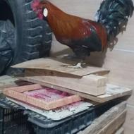 جوجه برهما خروس مرندی