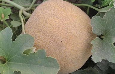 اجاره زمین نوگیر برای باغ کشاورزی