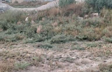 زمین 240 متری کوت نواصر اهواز