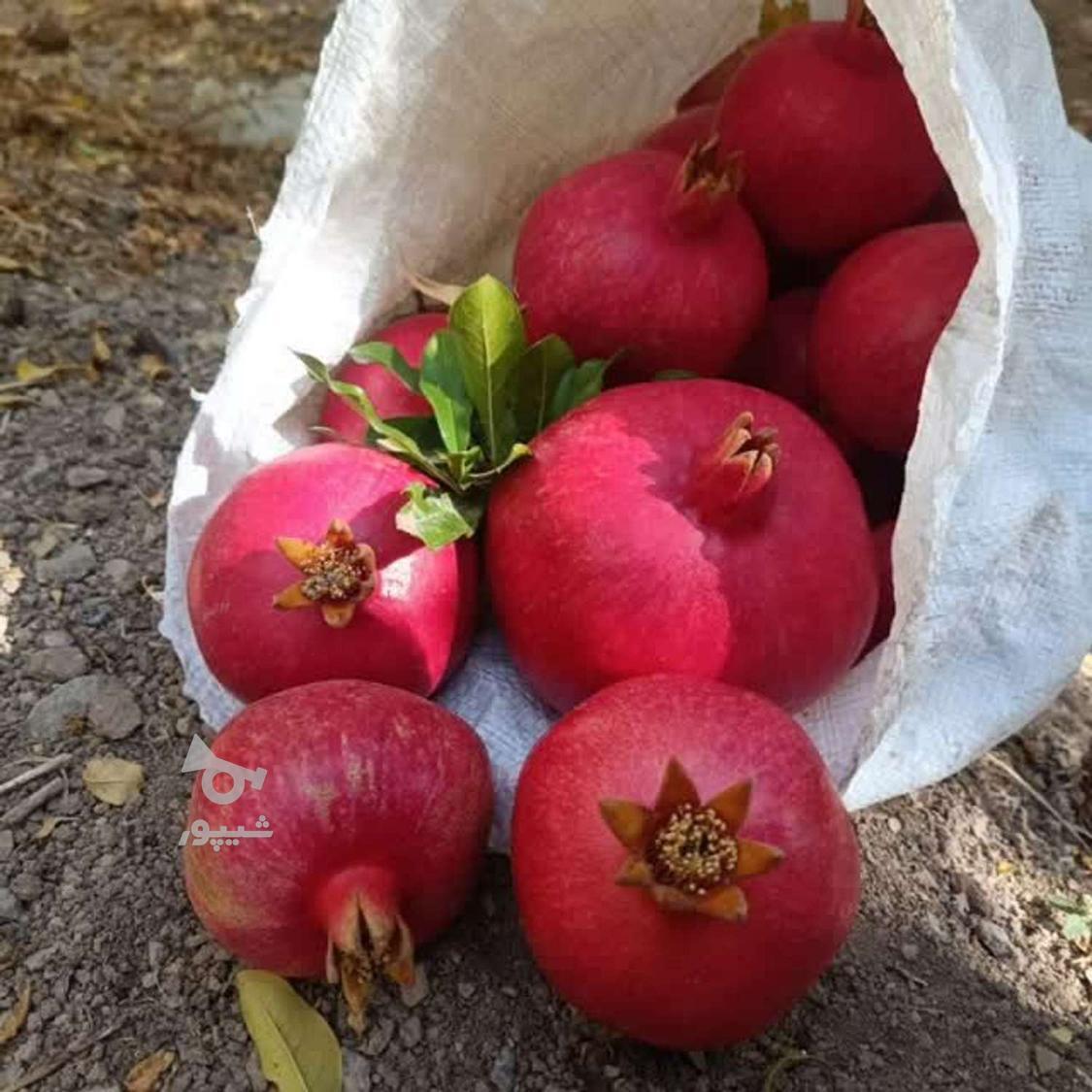 آب انار رب و انار امامزاده علی اکبر