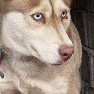 هاسکی ماده واگذار