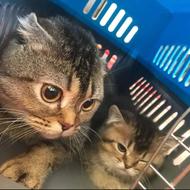 واگذاری 4تا اسکاتیش انفولد