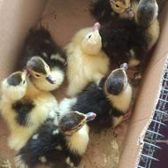 اردک اسراییلی مادر با 7یا8تا بچه.