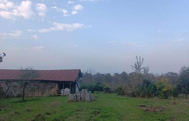 فروش باغ پرتقال 6000 متر در ارتفاعات کنسکو نشتارود