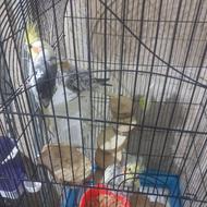 عروس هلندی مولد همراه با جوجه و قفس لوازم