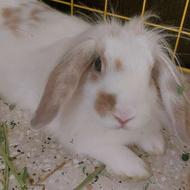 واگذاری(هدیه)خرگوش