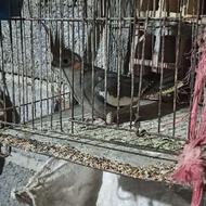 دوستان یک عدد عروس هلندی نر بالغ آماده جفت گیری