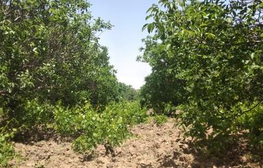 2000 متر باغ انگور و گردو و 3 هکتار زمین دامداری