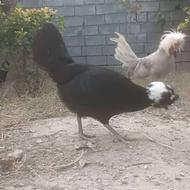 مرغ و خروس لهستانی درجه 1