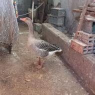 فروش تعدادی غاز نر