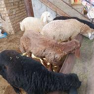 7بره نر درجه یک