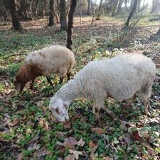 فروش یک راس وره مار داشتی