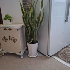 سانسوریا ابلق کاملا پر و یکدست