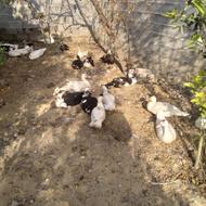 ادرک اسراییلی8ماهه