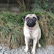 واگذاری سگ پاگ