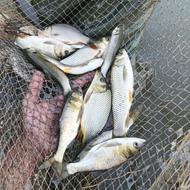 فروش عمده ماهیان گرم آبی60 الی150گرم