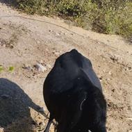 نر گاو محلی