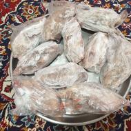 اردک محلی بگ بگی چهارماهه