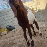 بزقاله نر پاکستانی