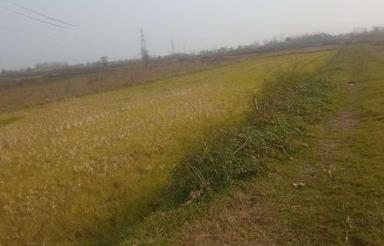 شالیزار بیجار