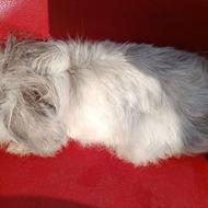 خرگوش لوپ نیاز ب درمان