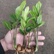 زامیفولیا، سانسوریا ، سیکاس ، زاموفیلیا