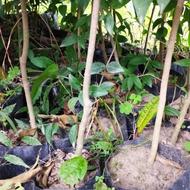 برگ نو گلدانی پیوندی