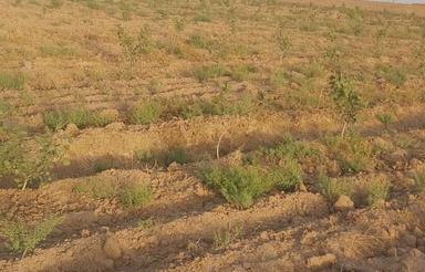 باغ پسته چهار ساله لوله کشی اب با سهمیه اب .