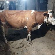 گاو سیمینتال