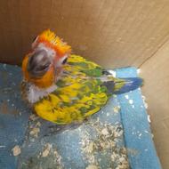 طوطی خورشیدی