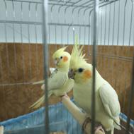 جفت عروس هلندی مولد خوب کار داده