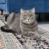 گربه بریتیش اسکاتیش شورت هیر