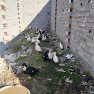 اردک محلی دم کشت