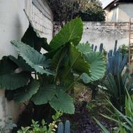 گل سالم سرحال ریشه دار