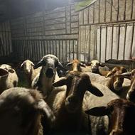 گوسفند درهروزن بخواین باکیفیت عالی موجوده