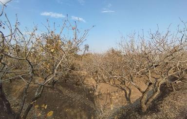 فروش فوری باغ پسته در بوئین زهرا