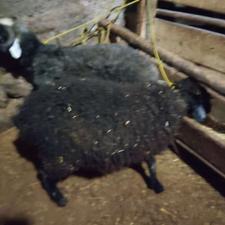 فروش گوسفند