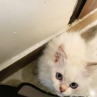 بچه گربه پرشین