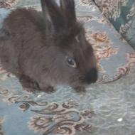 ی خرگوش سالم همراه شناسنامه