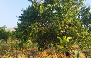 باغ میوه 5ساله 250اصله درخت دارد80اصله گردو باقی انواع میوه