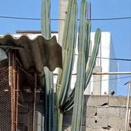 گل گیاه کاکتوس