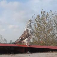 کبوتر ماده پرشی