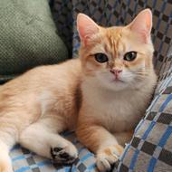 نژاد اسکاتیش بریتیش